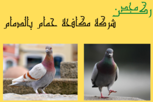 شركة مكافحة حمام بالدمام