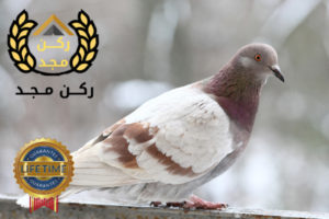 شركة مكافحة حمام بالرياض